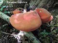 Fistulina hepatica-amf1139-1
